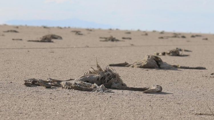 51 STK’dan ortak açıklama: Flamingo ölümlerinin nedeni yanlış tarım politikaları