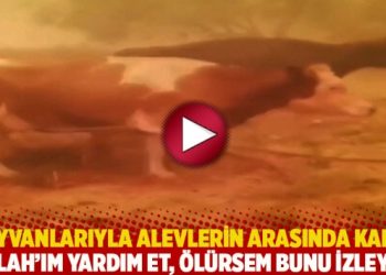 Hayvanlarıyla alevlerin arasında kaldı: Allah’ım yardım et, ölürsem bunu izleyin