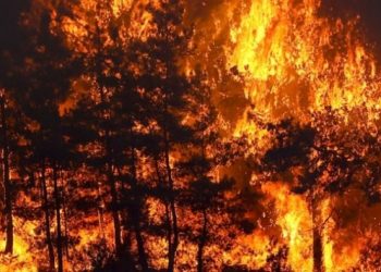 “Soylu, yangınların sabotaj sonucu çıktığına dair istihbarat bilgisi olmadığını söyledi”