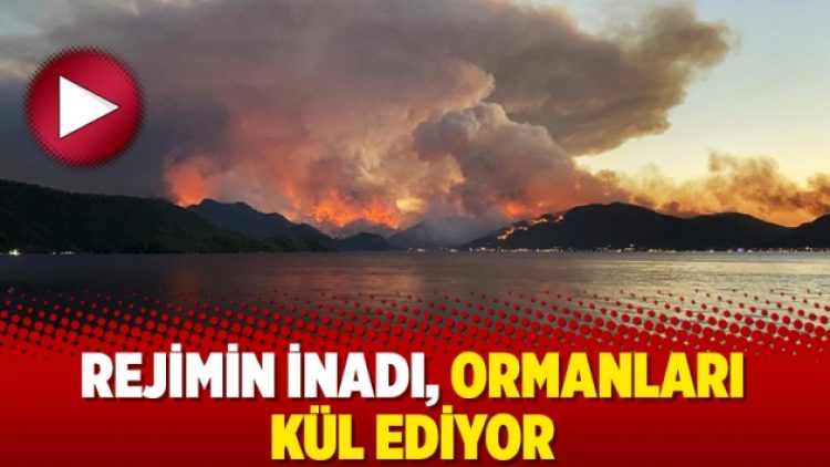 Rejimin inadı, ormanları kül ediyor
