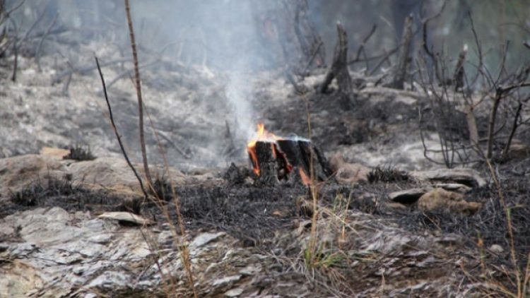 Prof. Tavşanoğlu uyardı! Ağaç dikme seferberliği yanlış