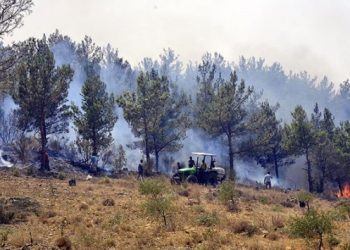 Uzmanlar uyarıyor: Yanan alanlara ağaç dikilmemeli