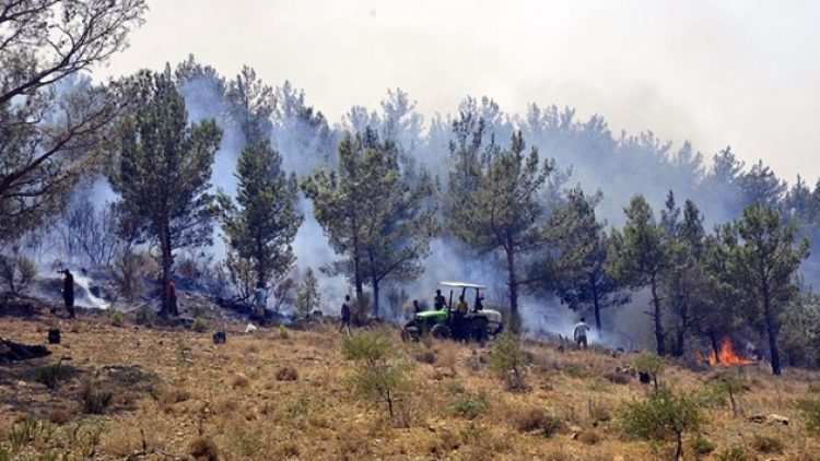 Uzmanlar uyarıyor: Yanan alanlara ağaç dikilmemeli