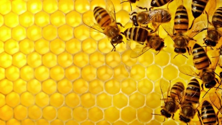 İtalya’da 30 milyon bal arısı yangınlarla yok oldu