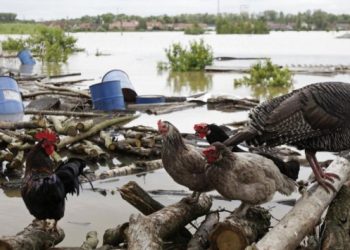 Karadeniz’i sel vurdu, bir kişi kayıp