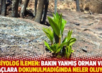 Biyolog İlemen: Bakın yanmış orman ve ağaçlara dokunulmadığında neler oluyor!