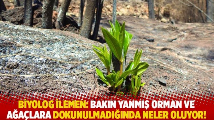 Biyolog İlemen: Bakın yanmış orman ve ağaçlara dokunulmadığında neler oluyor!
