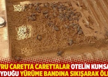 Yavru Caretta carettalar otelin kumsala koyduğu yürüme bandına sıkışarak öldü