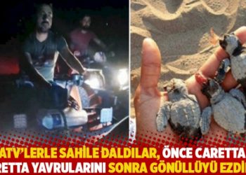 ATV’lerle sahile daldılar, önce caretta caretta yavrularını sonra gönüllüyü ezdiler