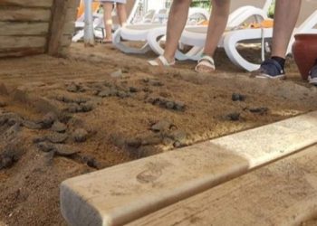 62 yavru caretta caretta ölmüştü: İki otele 482 bin lira ceza
