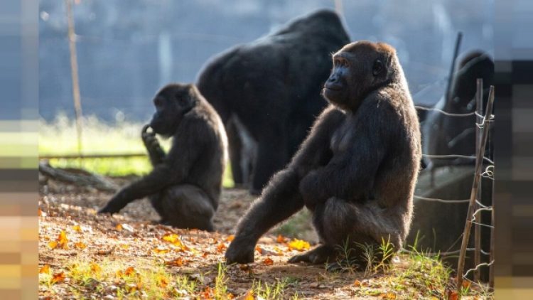 Hayvanat bahçesinde 18 gorilin Covid-19 testi pozitif çıktı