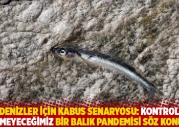 Denizler için kabus senaryosu: Kontrol edemeyeceğimiz bir balık pandemisi söz konusu