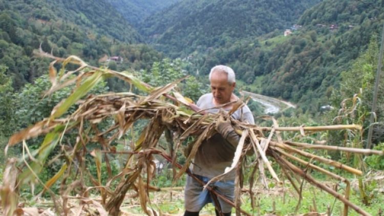 Atandığı ülkeye gidemeyen büyükelçi, kendini bahçe işlerine verdi