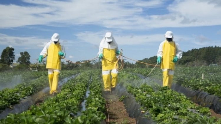 Türkiye’de yasak olmasına rağmen tarımda kullanılan kimyasalların listesi