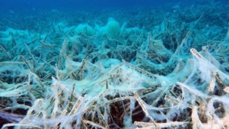 Müsilaj örümcek ağı gibi her yeri kaplamış
