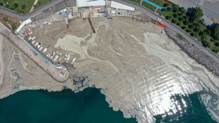 Prof. Sarı: Marmara soğuyamıyor, müsilaj tehlikesi kapıda