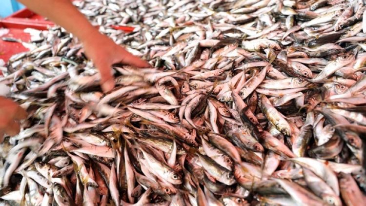 Bakan Pademirli’den “Balık yenilebilir mi” sorusuna yanıt