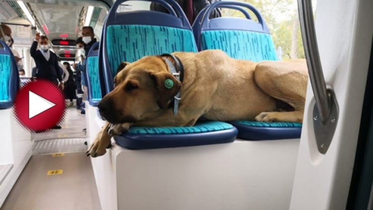 Görüntüler paylaşıldı: Tramvayı pisleten Boji değilmiş!