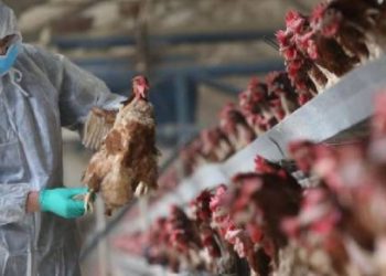 Doçent Savaşçı kuş gribine karşı uyardı: Covid-19’a göre daha öldürücü