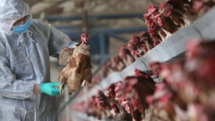 Doçent Savaşçı kuş gribine karşı uyardı: Covid-19’a göre daha öldürücü