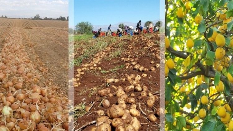 Üretici ile market arasındaki fark dokuz kat