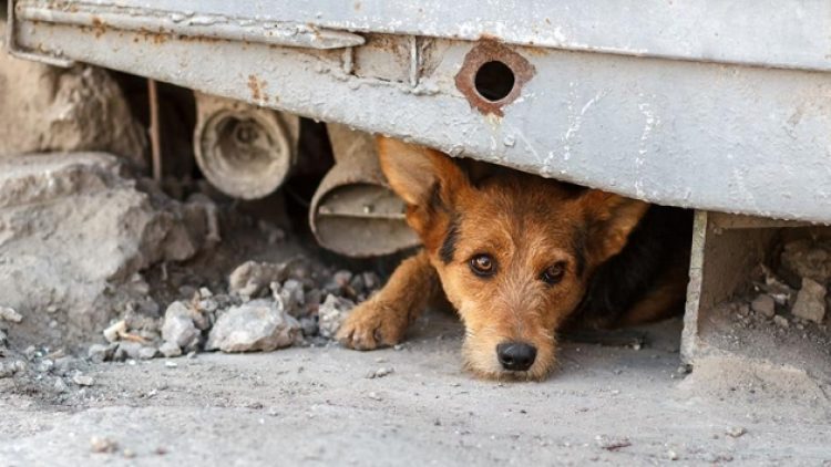 Bakanlıktan 81 il valiliğine 17 maddelik sokak hayvanları genelgesi