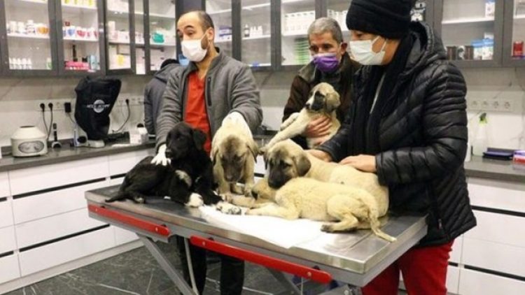 Ankara’da can çekişirken bulunan 9 sokak köpeğinden 4’ü yaşamını yitirdi!