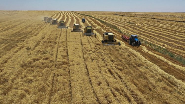 ‘Kendi buğdayımızı dahi yurt dışından temin etmek durumunda kalıyoruz’ tezi maalesef gerçekleşiyor