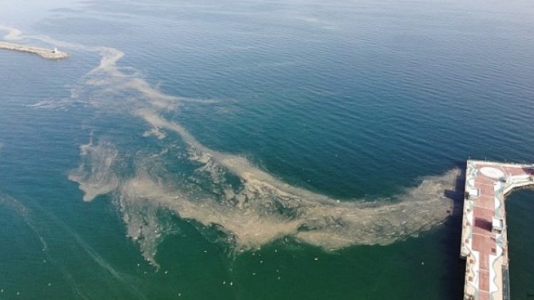 Marmara’nın kabusu müsilaj yeniden görüldü