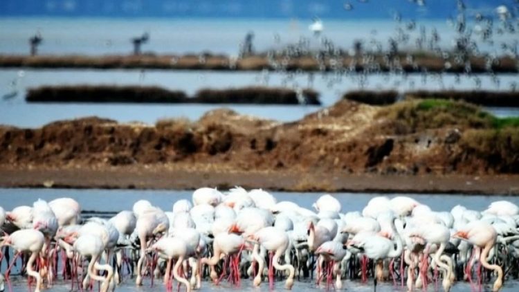 Ağaoğlu: Kuşları besleyeceğiz!