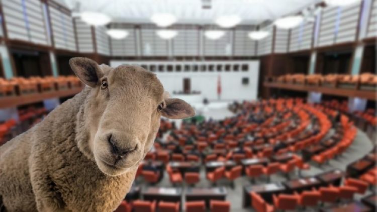 Şanlıurfa’da 17 koyun gözaltına alındı!