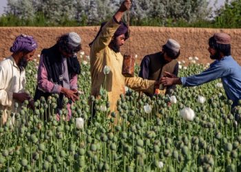 Taliban, haşhaş ekimini yasakladı