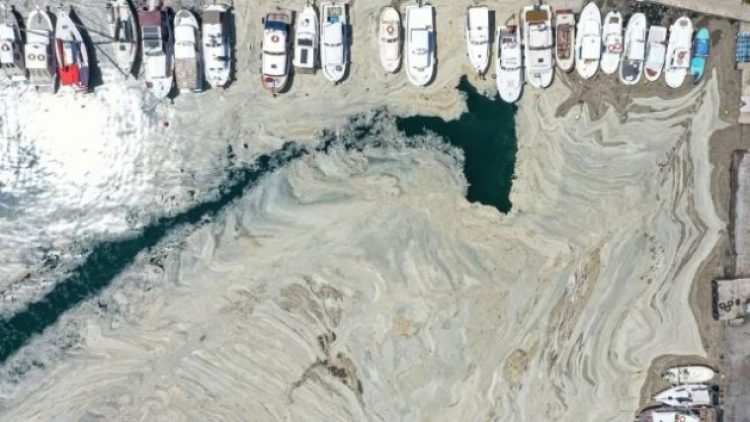 Müsilajla mücadelede ‘gecikmeli’ yasa hazırlığı