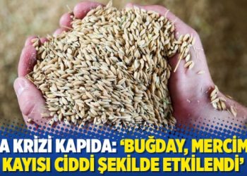 Gıda krizi kapıda: ‘Buğday, mercimek, kayısı ciddi şekilde etkilendi’