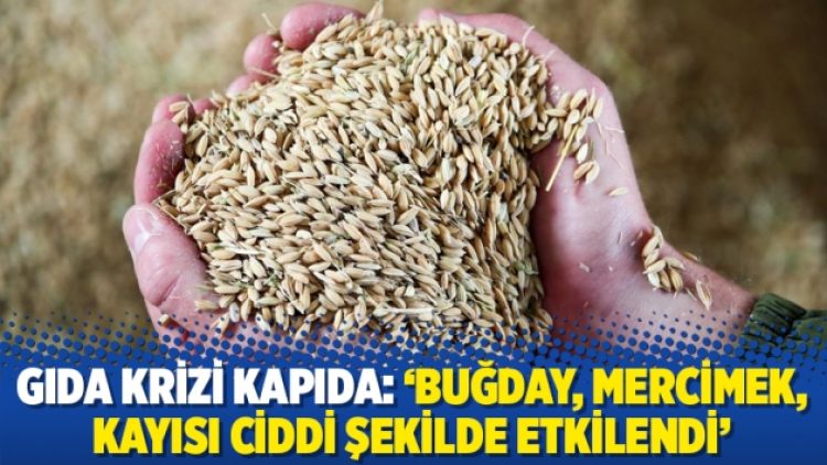 Gıda krizi kapıda: ‘Buğday, mercimek, kayısı ciddi şekilde etkilendi’