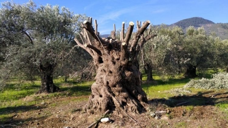 Danıştay, tepki çeken zeytin yönetmeliğine ‘dur’ dedi