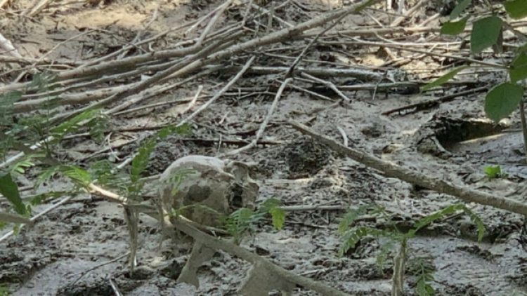 Seyhan Nehri’nde insan kemikleri bulundu