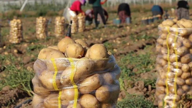 26 ilde kanserli patates karantinası