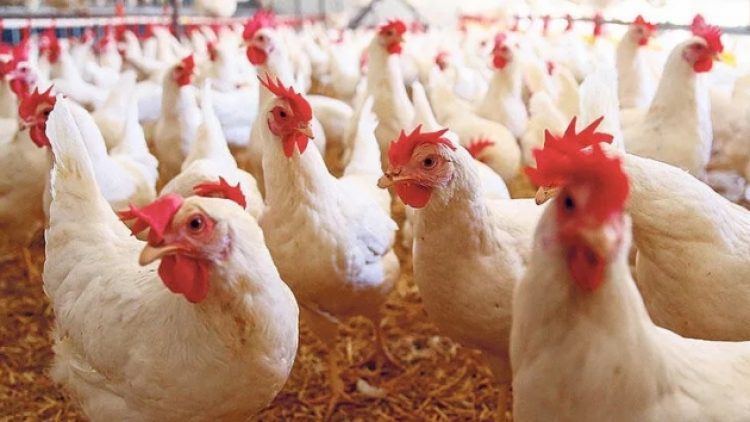 Resmi Gazete’de yayınlandı: Tavuk etinde GDO serbest