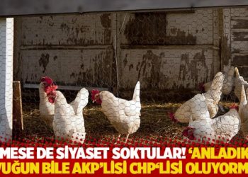 Kümese de siyaset soktular! ‘Anladık ki, tavuğun bile AKP’lisi CHP’lisi oluyormuş’