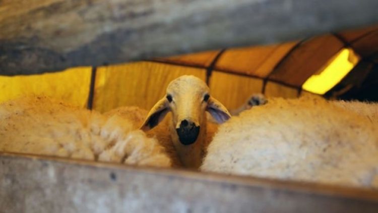 Kurbanını kendi kesen 2 bin 869 TL ceza ödeyecek