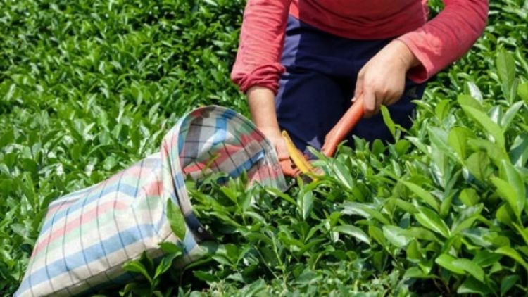 AKP, mevcut Çay Kanunu’nu tamamen yürürlükten kaldıracak teklifi TBMM’ye sundu