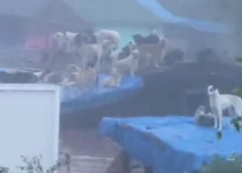 Bartın’daki selde, barınakta kilitli bırakılan 56 köpek boğuldu