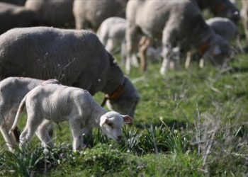 “Balıkesir İvrindi’de meraya cezaevi yapılacak”