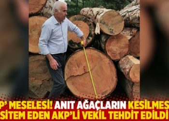 ‘Çap’ meselesi! Anıt ağaçların kesilmesine sitem eden AKP’li vekil tehdit edildi