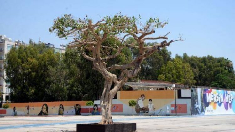 Özgecan Aslan’ın adının verildiği meydandaki yarım asırlık ağacı asit enjekte edip kuruttular