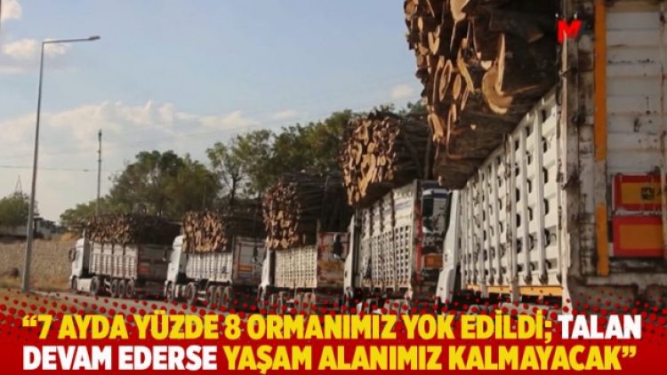 “7 ayda yüzde 8 ormanımız yok edildi; talan devam ederse yaşam alanımız kalmayacak”