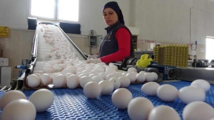 Yumurtaya bir yılda yüzde 210 zam geldi