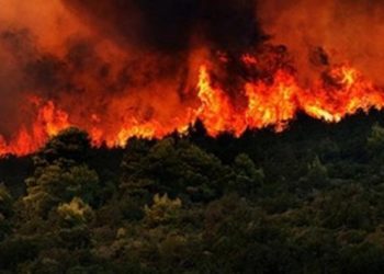 Muğla’da orman yangını