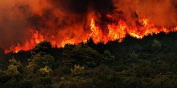 Muğla’da orman yangını